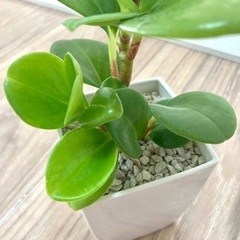 🪴観葉植物・ペペロミアの画像
