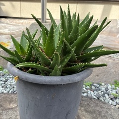 アロエの画像