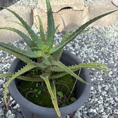 アロエ  の画像