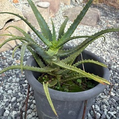 アロエ  の画像