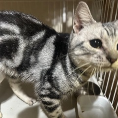 アメショー　シンバくん　２歳　男の子