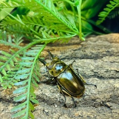 【人気種】　ババオウゴンオニクワガタ　オス単品の画像