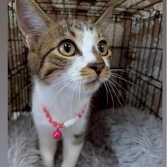 【11月9日小郡市力武で譲渡会】💖参加猫は20匹以上🐾おきがお越...