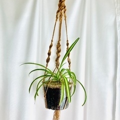 🪴観葉植物・オリヅルランの画像