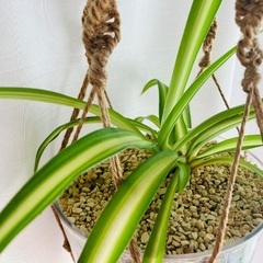 🪴観葉植物・オリヅルランの画像