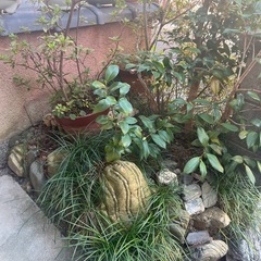 ツバキ？　他　直植え　植物　庭石　植木鉢の画像