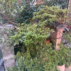 ツバキ？　他　直植え　植物　庭石　植木鉢の画像