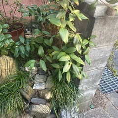 ツバキ？　他　直植え　植物　庭石　植木鉢の画像