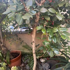 ツバキ？　他　直植え　植物　庭石　植木鉢の画像