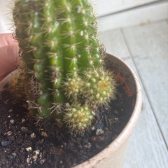 サボテン
の画像