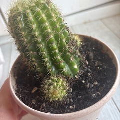 サボテン
の画像