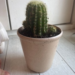 サボテン
の画像