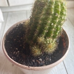 サボテン
の画像