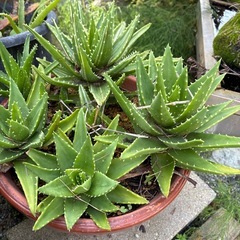 アロエ  5本の画像