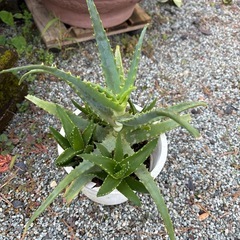 アロエ(小さい)の画像