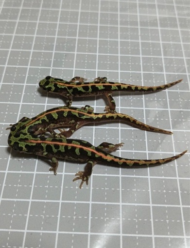 【値引き交渉可】マダライモリ2025CB 2匹