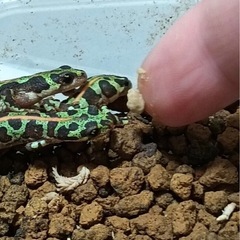 【値引き交渉可】マダライモリ2025CB 2匹の画像