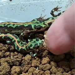 【値引き交渉可】マダライモリ2025CB 2匹の画像