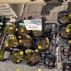 オキザリス一個
の画像