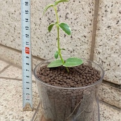 ホヤ クミンギアナ 斑入り　多肉質で美しいハンギングプランツの画像