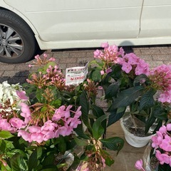 ニオイザクラひとはち
の画像