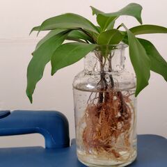 ★観葉植物・室内グリーンの鉢セットの画像