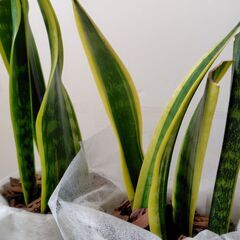 ★観葉植物・室内グリーンの鉢セットの画像