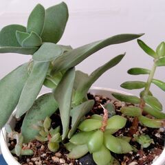 ★観葉植物・室内グリーンの鉢セットの画像