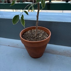 ベンジャミン 鉢植えの画像