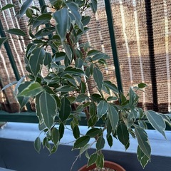 ベンジャミン 鉢植えの画像