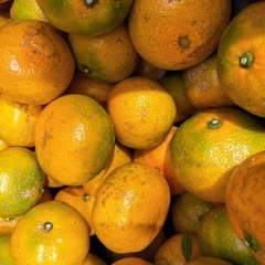 採れたて早生みかん　50個の画像