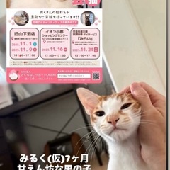 11月9日（日）13時〜🍀小郡市力武で保護猫譲渡会🍀お気軽にお越...