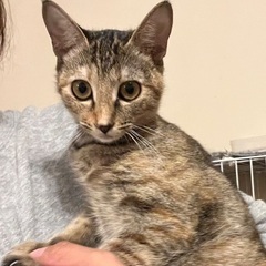 ２匹一緒に迎えてやって下さい☆ルル　メス　６ヶ月