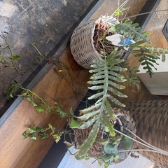 ポトス　ヤシ　観葉植物の画像