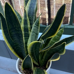 サンスベリア 鉢植えの画像