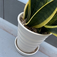 サンスベリア 鉢植えの画像