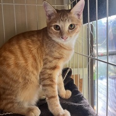 ２匹一緒に迎えてやって下さい☆ナギ　オス　７ヶ月