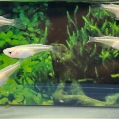 【メダカ】 ピュアホワイト　12匹の画像