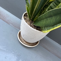 サンスベリア 鉢植えの画像