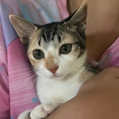パステル調の三毛☆みー　メス　４ヶ月