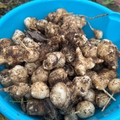 きくいも　無農薬　500グラムの画像