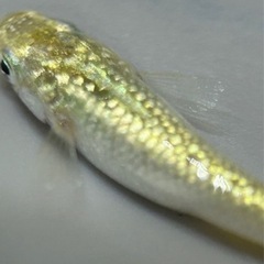 【メダカ】KAGRA 10匹　の画像