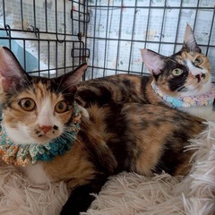 11月月9日（日）13時〜小郡市力武で譲渡会🏠ゴロスリ猫ちゃんが...