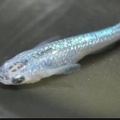 【メダカ】サファイア　12匹の画像