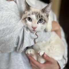 【トライアル決定!!】ブルーアイが綺麗☆生後4ヶ月男の子