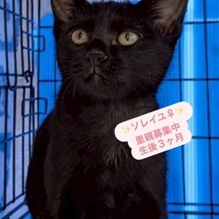 11月9日（日）💖13時〜小郡市力武で保護猫譲渡会🐾甘えん坊猫が...