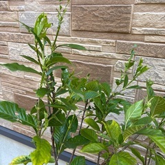 シクラメンの画像