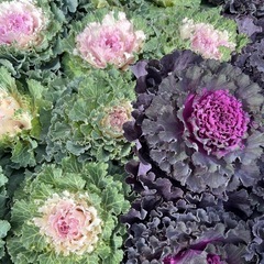 ハボタンの画像