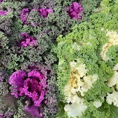 ハボタンの画像