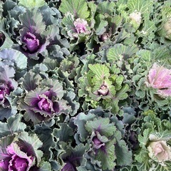 ハボタンの画像